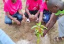 Tchad : Les jeunes u-reporters célèbrent Mandela Day en plantant des graines d’espoir