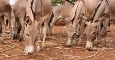Burkina : l&rsquo;exportation d&rsquo;ânes formellement interdite
