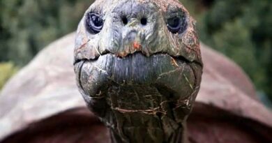 Monde: Nécrologie : Jonathan, le plus vieil animal terrestre connu, s’éteint à 193 ans