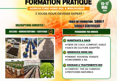Tchad : Inscrivez-vous avant le 30 avril : 3 jours pour devenir expert en agriculture hors-sol à N’Djaména