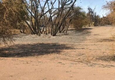 Tchad:  Hadjer Lamis : un incendie ravage entre 100 et 300 hectares de végétation dans le département de Haraze Albiar