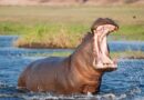Tchad :   N&rsquo;Djamena : un élève de CE2 tué par un hippopotame sur les bords du Logone