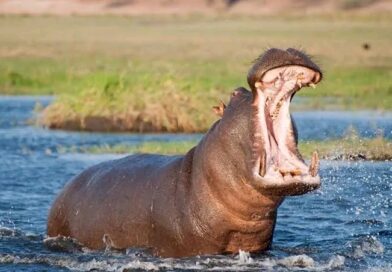 Tchad :   N&rsquo;Djamena : un élève de CE2 tué par un hippopotame sur les bords du Logone