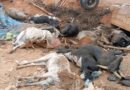 Burkina Faso : Drame routier à Komsilga, un  camion se renverse, 2 morts, 10 blessés et de nombreuses bêtes perdues