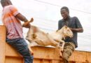 Burkina Faso : Bobo-Dioulasso : la mairie lance une opération de capture des animaux en divagation dans les rues