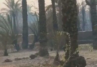 Tchad : Incendie à Faya-Largeau : un champ de palmiers dattiers ravagé à Koukourou