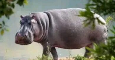 Tchad : Bongor : tragédie sur le fleuve Logone, un pêcheur perd la vie après une attaque d’hippopotame Tchad : Bongor : tragédie sur le fleuve Logone, un pêcheur perd la vie après une attaque d’hippopotame