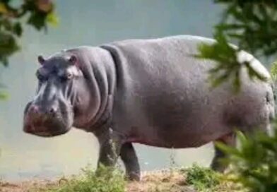 Tchad : Bongor : tragédie sur le fleuve Logone, un pêcheur perd la vie après une attaque d’hippopotame