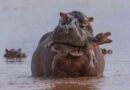 Afrique : Quand la nature se fait violence : les hippopotames mâles, infanticides par instinct