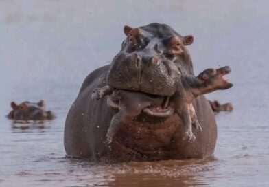 Afrique : Quand la nature se fait violence : les hippopotames mâles, infanticides par instinct