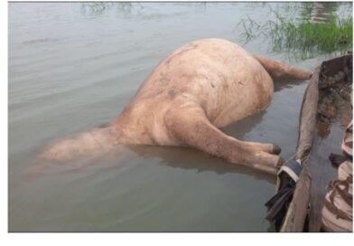 Tchad : un hippopotame retrouvé mort dans le fleuve Chari, les autorités privilégient la thèse d’un affrontement entre mâles