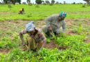 Tchad :  RGPH-3 :  Cœur et sueur : Quand le député Ngarmbatina Lamane laboure l’espoir dans les champs de Koul Est