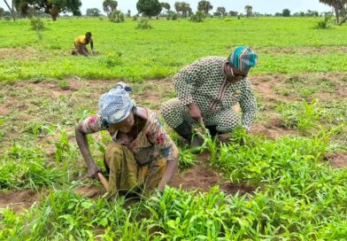 Tchad :  RGPH-3 :  Cœur et sueur : Quand le député Ngarmbatina Lamane laboure l’espoir dans les champs de Koul Est
