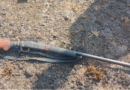 Guinée : un cueilleur de fruits mortellement abattu par un chasseur à Boffa