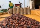 Côte d&rsquo;Ivoire : Cacao à 1 200 FCFA/kg, café à 1 300 FCFA/kg : les nouveaux prix de la campagne 2026-2027.