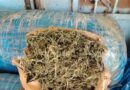Sénégal : 375 kg de chanvre indien saisis à mbodiène, et six individus en fuite