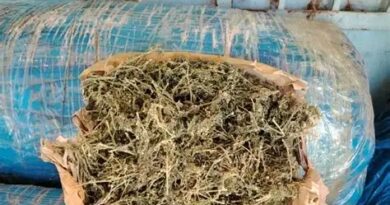 Sénégal : 375 kg de chanvre indien saisis à mbodiène, et six individus en fuite