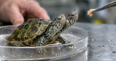 États-Unis : Une tortue à deux têtes, curiosité rare de la nature, prise en charge dans un centre du Massachusetts