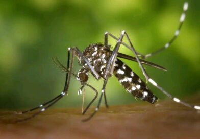 Tchad:  le pays face à une deuxième épidémie de dengue, 8 morts et 250 cas confirmés
