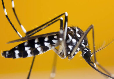 Tchad: Dengue : ce qu&rsquo;il faut savoir pour se protéger et sauver des vies